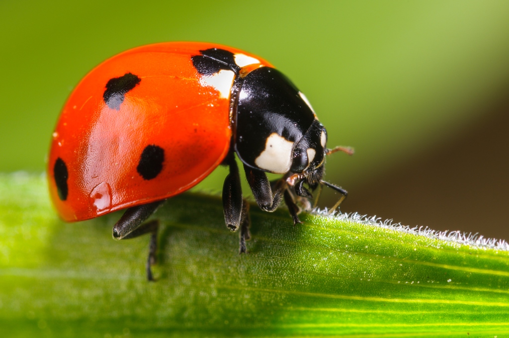 Microcosmi domestici. Gli insetti dentro e fuori la porta di casa