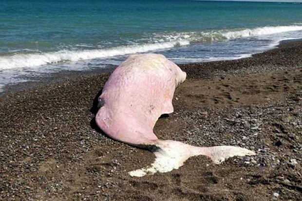 Animali Capodogli Spiaggiati Plastica Nel 33 GoSalute