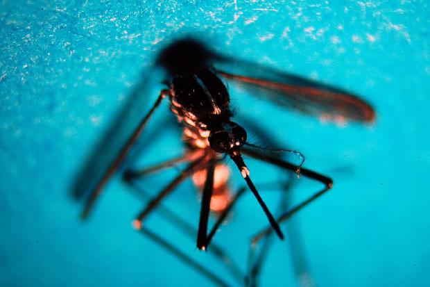 Sanità: Oms, Algeria e Argentina malaria-free