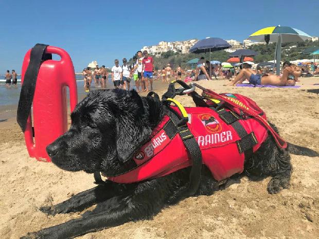 Estate: Sperlonga, in spiaggia il debutto dei cani bagnino