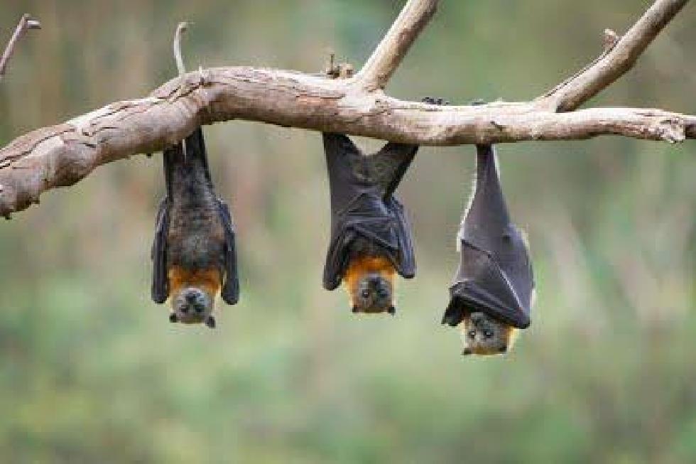 Covid: i pipistrelli si infettano ma non si ammalano, ecco perché