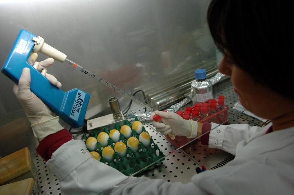 Aviaria: Cina conferma primo caso contagio nell’uomo da H3N8