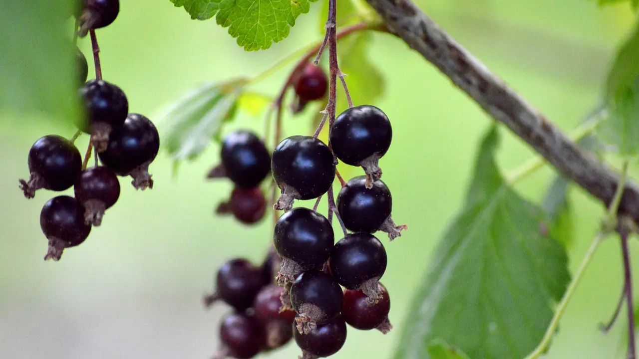 ribes nigrum macerato glicerico proprietà
