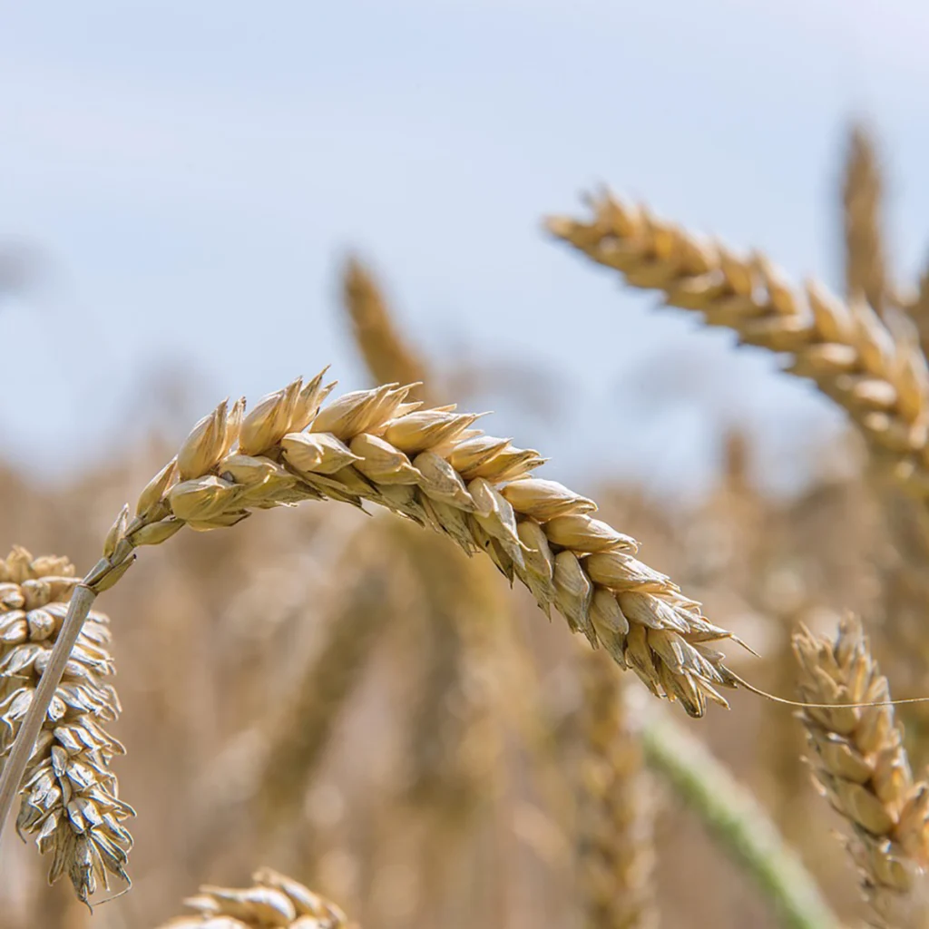 olio di germe di grano