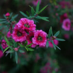 miele di manuka proprietà