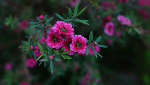 miele di manuka proprietà