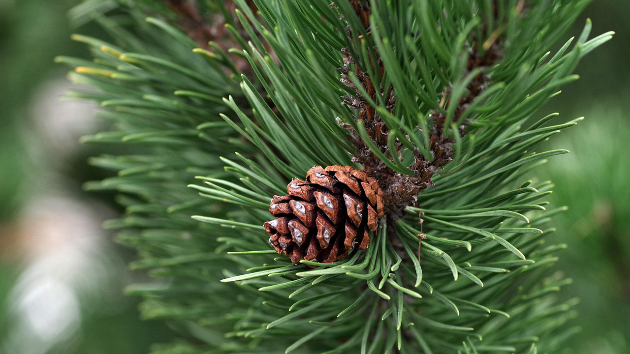 Olio di pino: quali sono le proprietà che fanno bene al corpo?