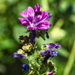 infuso di malva proprietà