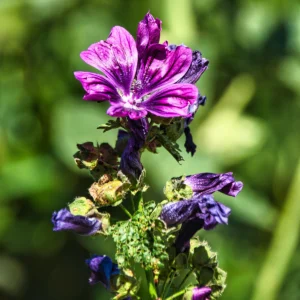 infuso di malva proprietà
