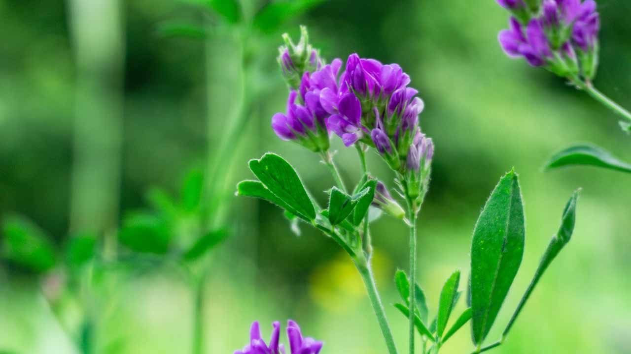 Erba medica (Alfa-alfa): proprietà terapeutiche e benefici come ricostituente estivo
