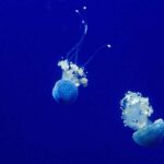 puntura di medusa cosa fare