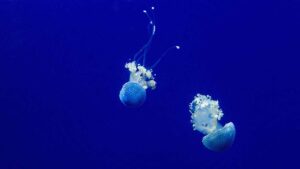 puntura di medusa cosa fare