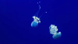 puntura di medusa cosa fare